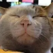 ぴろり菌の画像