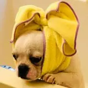 フレンチブルドッグのお家の画像