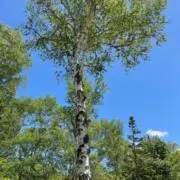 Nordicの画像