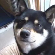 ししまるの画像