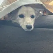 みる