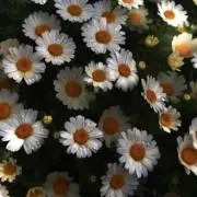 ＊mofuko ＊の画像