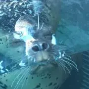 おくら