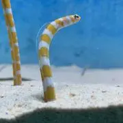 じゅん