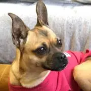 ピコたん