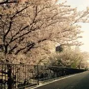 ぐーん* ੈ✩‧ (断捨離中)