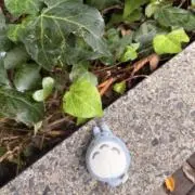 papipuの画像