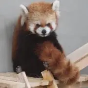 おるかの画像