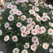 hanachanの画像