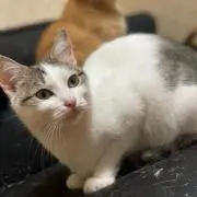 めろ