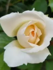 ちゃあ