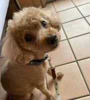 GAHの画像