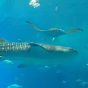 じゅんの画像