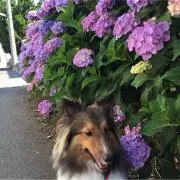 かすやんの画像