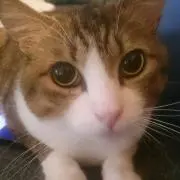 はなちゃんの画像