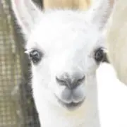 Ramaの画像
