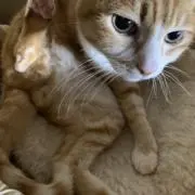 KTKT