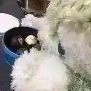 イェルン☆6/6〜6/7発送全て休みの画像