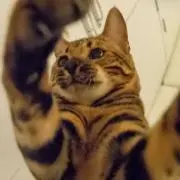 めい