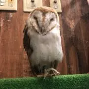 tom