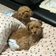 ひまわり