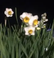 カイキの画像
