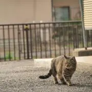 こし