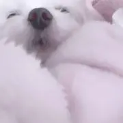 ニョの画像