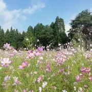 桜んぼの画像