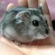 あゆ