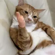 よなの画像