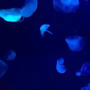 Jellyの画像
