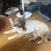 ハロルドの画像
