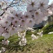 かび〜コレクション整理中〜の画像