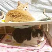 かりりん  プロフ読んでください