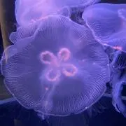 ふわり/13~18発送不可の画像