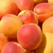 Apricotの画像