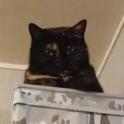 黒猫マメの画像
