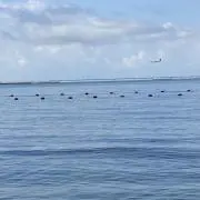 Rの画像