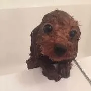 sの画像