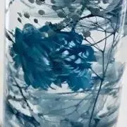 stellaの画像