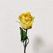 やたの画像