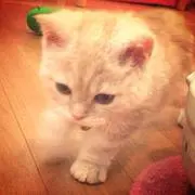 ぴーちゃんの画像