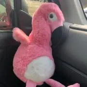 ぼうネズミ販売店