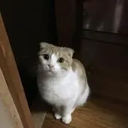 味ぽん