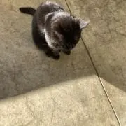 むぎの画像