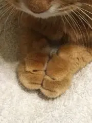チャコりん