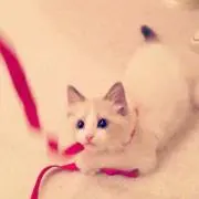 me゜・*