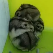 なちの画像