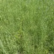 田中かえ　かえのソフビ　BEAMS展覧会限定 Amazon.co.jp: かえのソフビ 田中かえ かえちゃん VAG 16計画限定版 赤